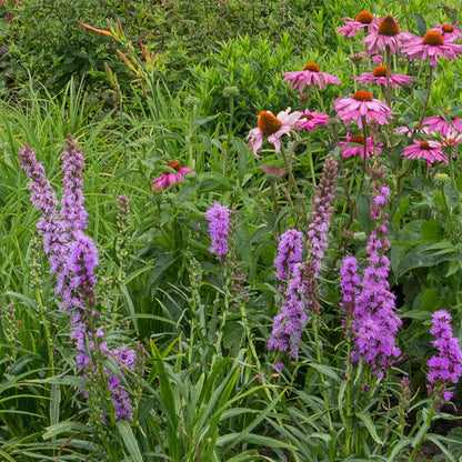 Plantes vivaces assorties, dont des Liatris spicata violettes et des Échinacées roses, en pleine floraison dans un massif de jardin verdoyan