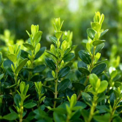BetterBuxus Babylon Beauty, gros plan sur le feuillage vert vif et dense, avec des nouvelles pousses plus claires au soleil.