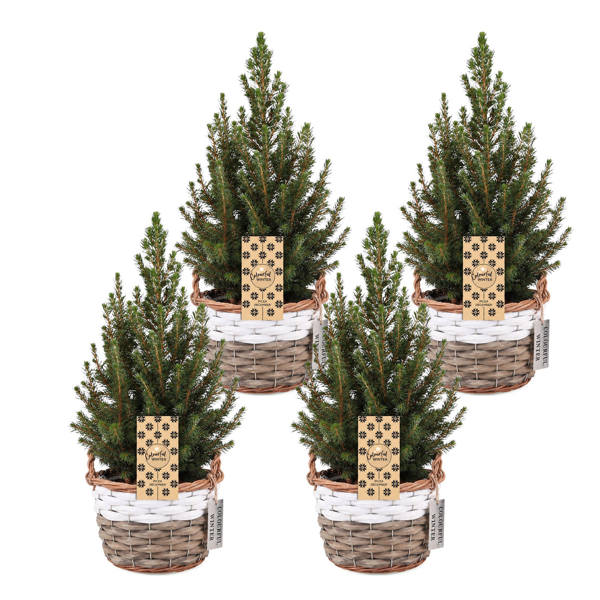 Épicéa de l'Alberta 'Conica' lot de 4 sapins en pot de 17 cm, panier