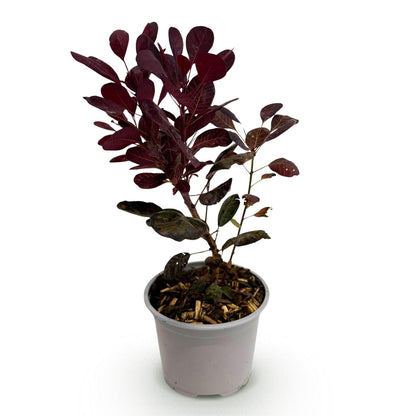 Cotinus coggyria Lilla : un jeune plant en pot violet avec des feuilles caduques pourpres, idéal pour le jardin, sur fond blanc.