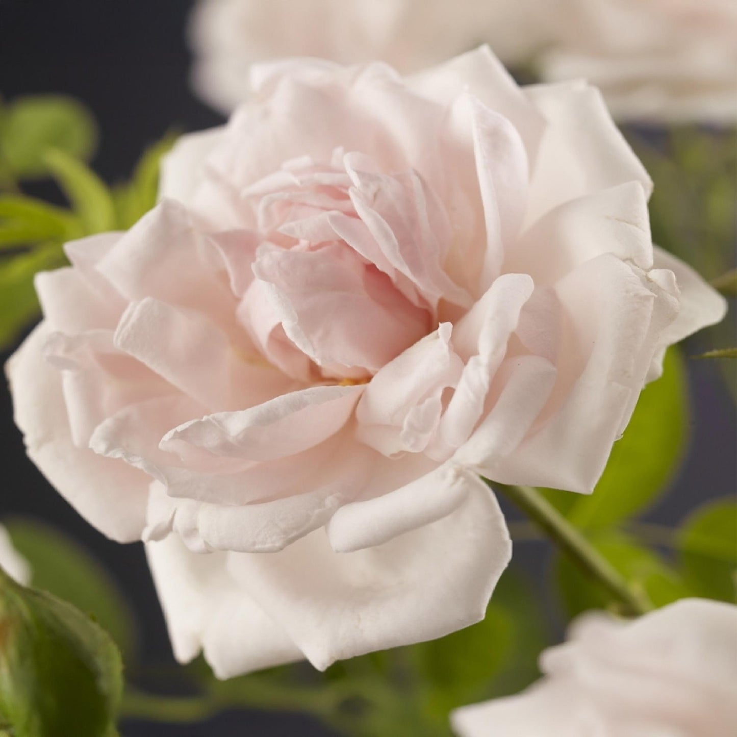 Rosa New Dawn, gros plan d'une fleur de rosier grimpant rose clair aux nombreux pétales délicats, sur fond sombre flou.