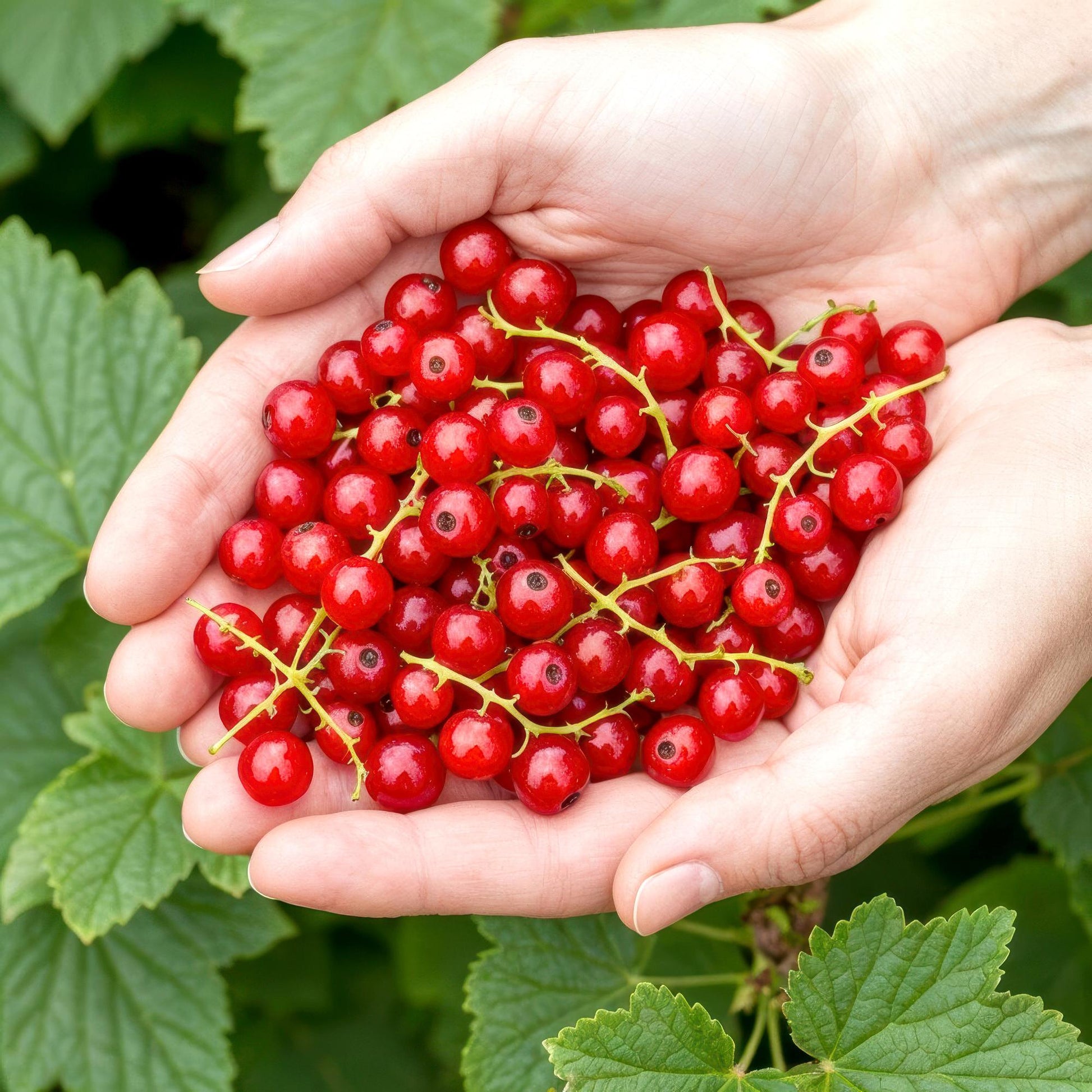 Ribes rubrum Jonkheer van Tets. Une paire de mains tenant une abondance de baies rouges juteuses et brillantes, fraîchement cueillies, avec 