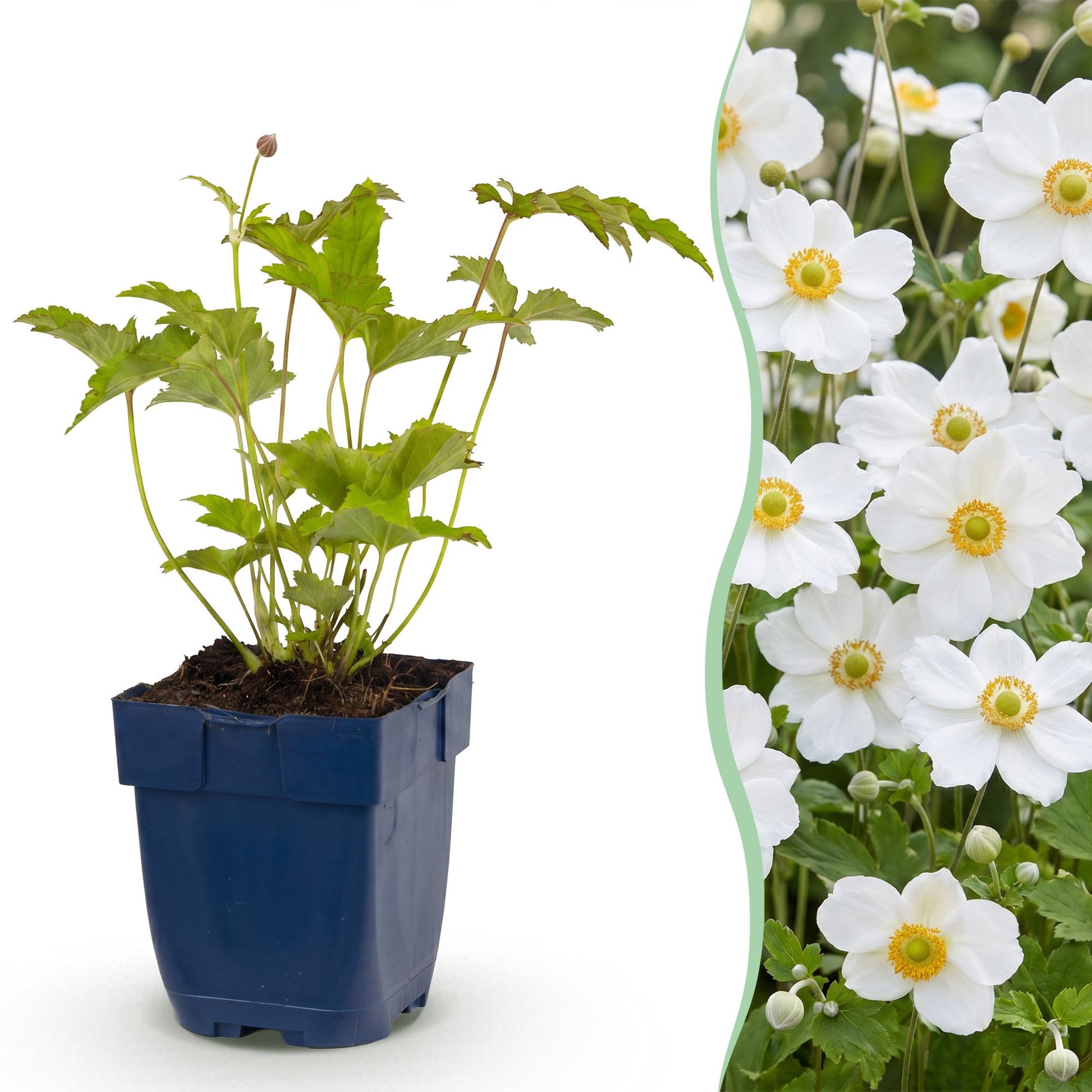 Anémone d'automne Hon. Jobert : un plant en pot sur fond blanc à côté d'une photo d'un massif fleuri d'anémones blanches.