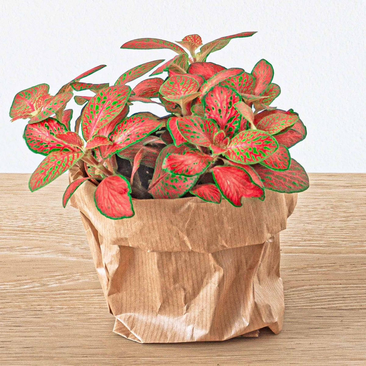 Recharge terrarium : Avec 5 plantes