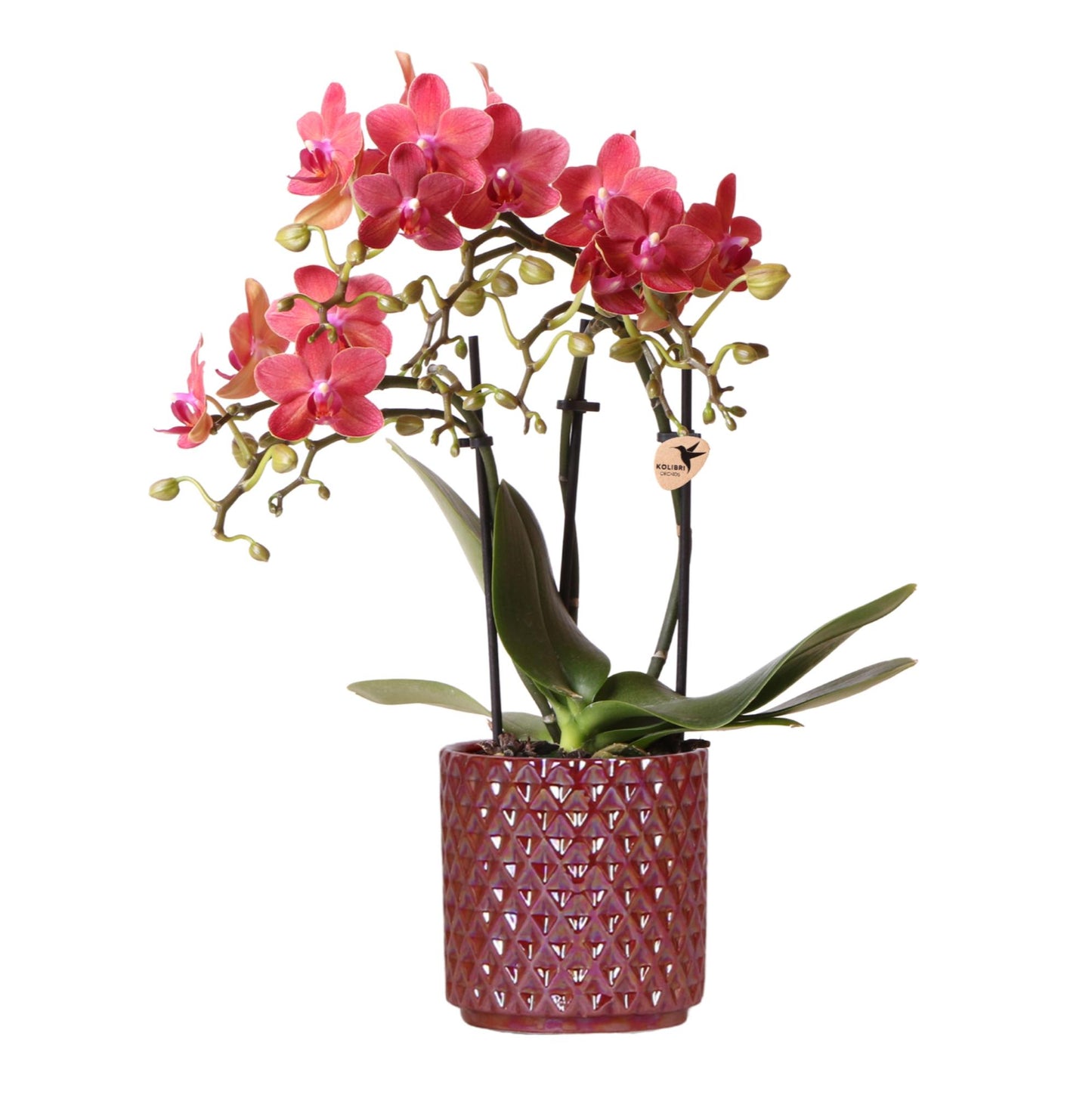 Orchidée Phalaenopsis rouge avec cache-pot Nacré rouge