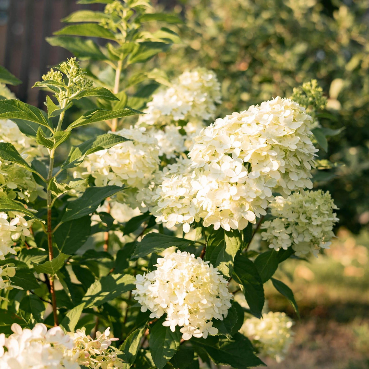 Hydrangea paniculata Limelight. Gros plan sur ses grandes fleurs crème et blanches, luxuriantes et lumineuses dans un jardin ensoleillé.