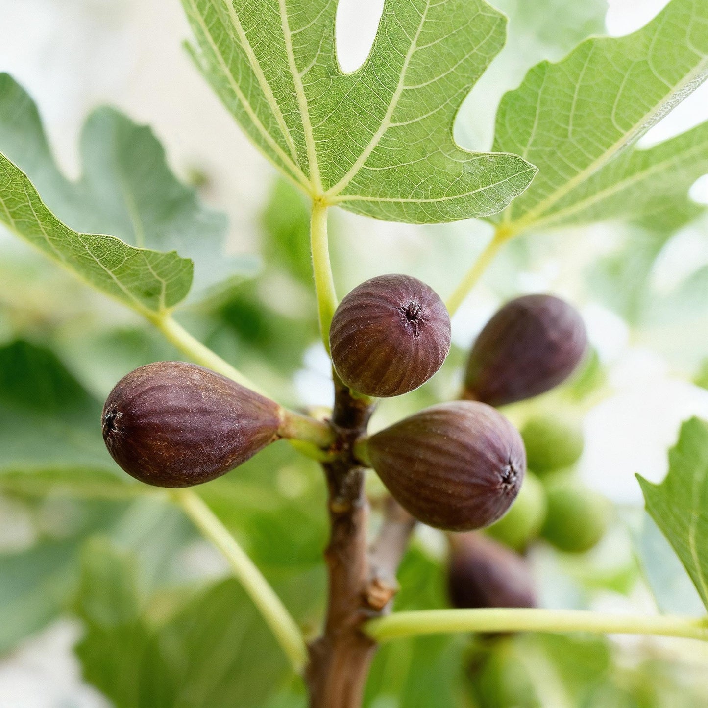 Ficus carica Little Miss Figgy : Gros plan sur les figues de couleur violet-brun et les feuilles vertes du figuier.