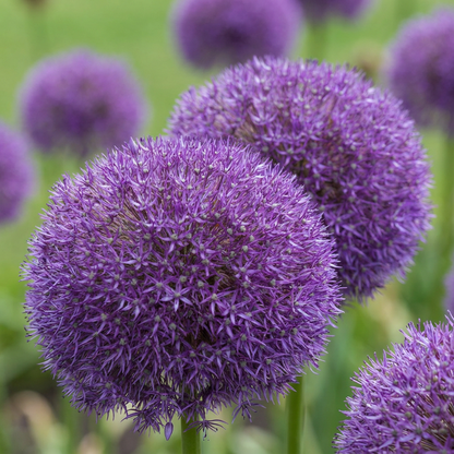 Gros plan sur les inflorescences sphériques violettes de l'Ail d'ornement 'Pinball Wizard' dans un massif fleuri.