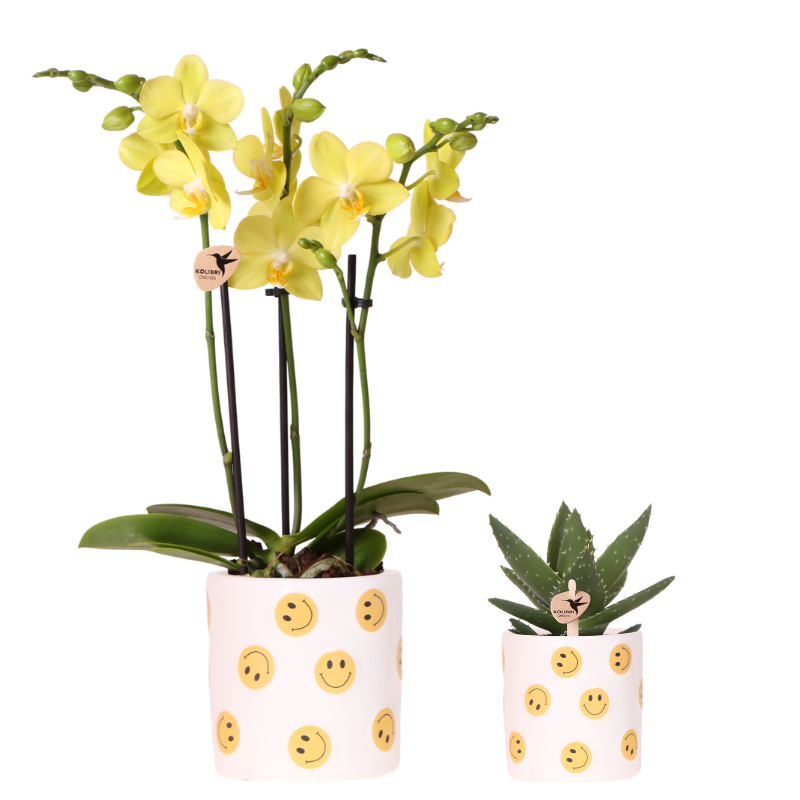 Orchidée Phalaenopsis jaune en pot