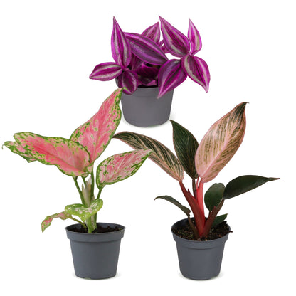Bébés plantes roses en pot de 6 cm, 3 plantes, sans cache-pot