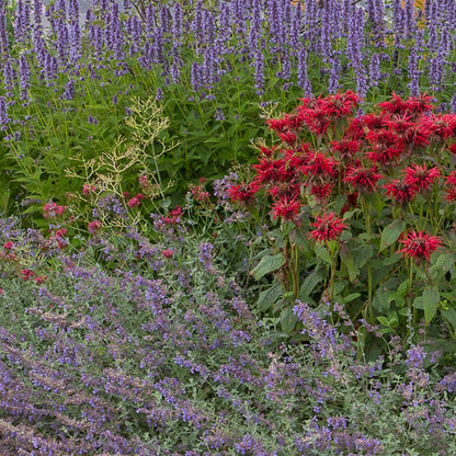 Plantes vivaces en pack pour massif. Un mélange coloré et parfumé de différentes variétés et couleurs de plantes en pleine floraison dans un