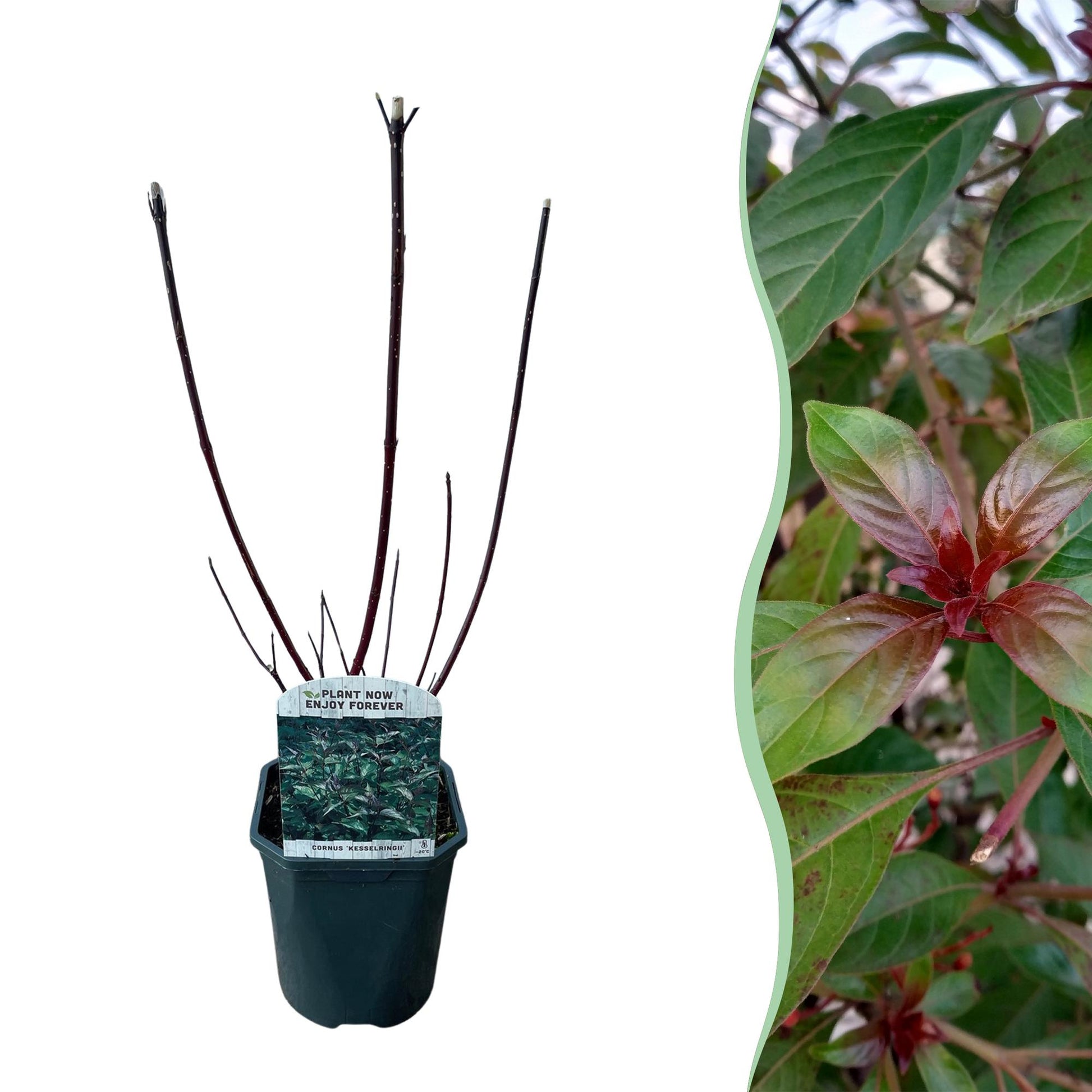 Cornus sibirica. Un jeune plant en pot avec ses branches rouges sur fond blanc, juxtaposé à un gros plan de son feuillage vert et pourpre.