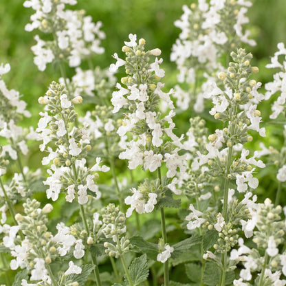 Nepeta faassenii Snowflake : gros plan sur les petites fleurs blanches de l'herbe à chat, très appréciée des abeilles et des papillons.