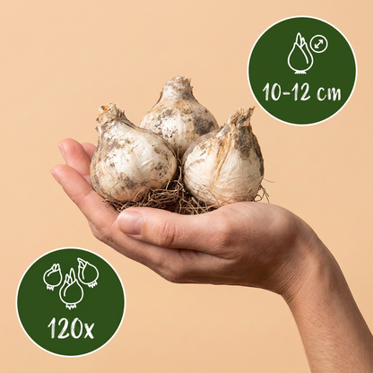 Bulbes d'Ail d'ornement Christophii tenus dans une main, calibre 10-12 cm, lot de 120 bulbes.