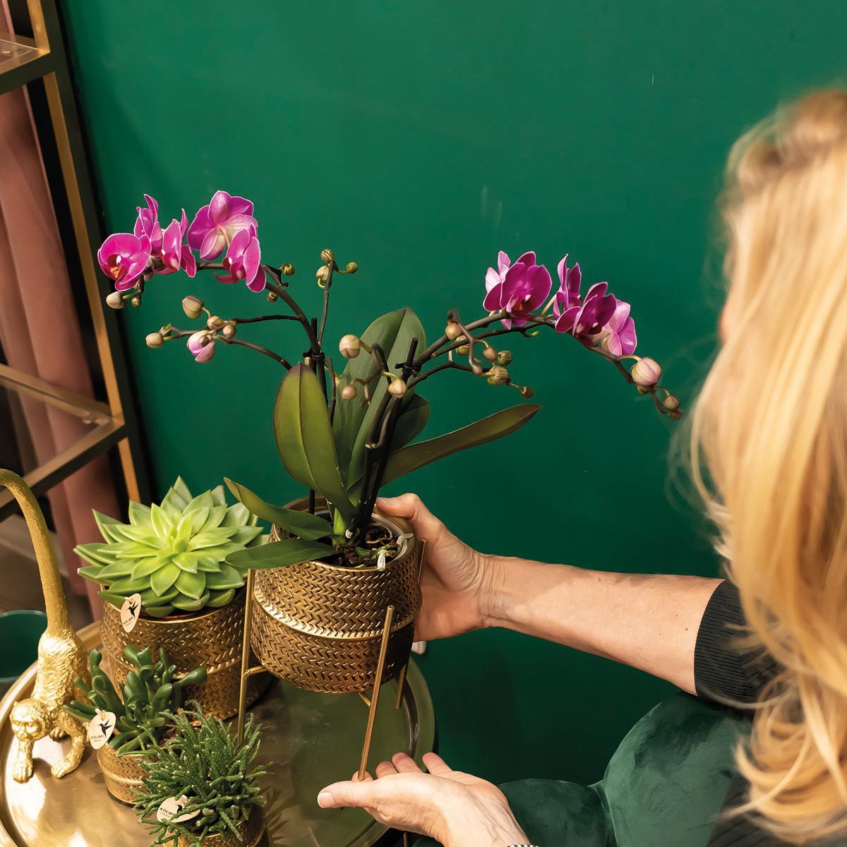 Orchidée Phalaenopsis violette en pot