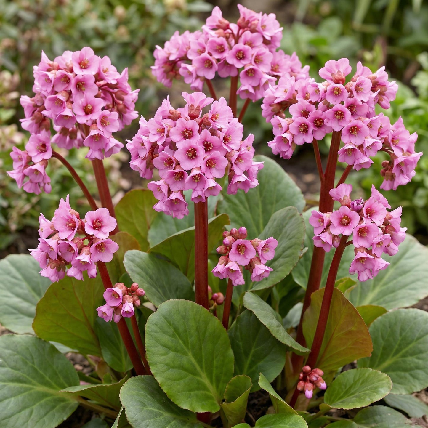 Bergenia cordifolia (plante à souliers) en fleurs roses dans un parterre, avec ses grandes feuilles vertes, idéal pour l'ombre.