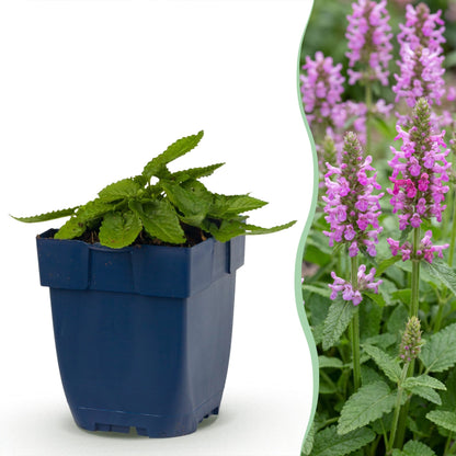 Stachys off. Ukkie 'Oreilles de mouton' : un plant en pot à gauche, et à droite, un aperçu de la plante adulte en pleine floraison avec de b