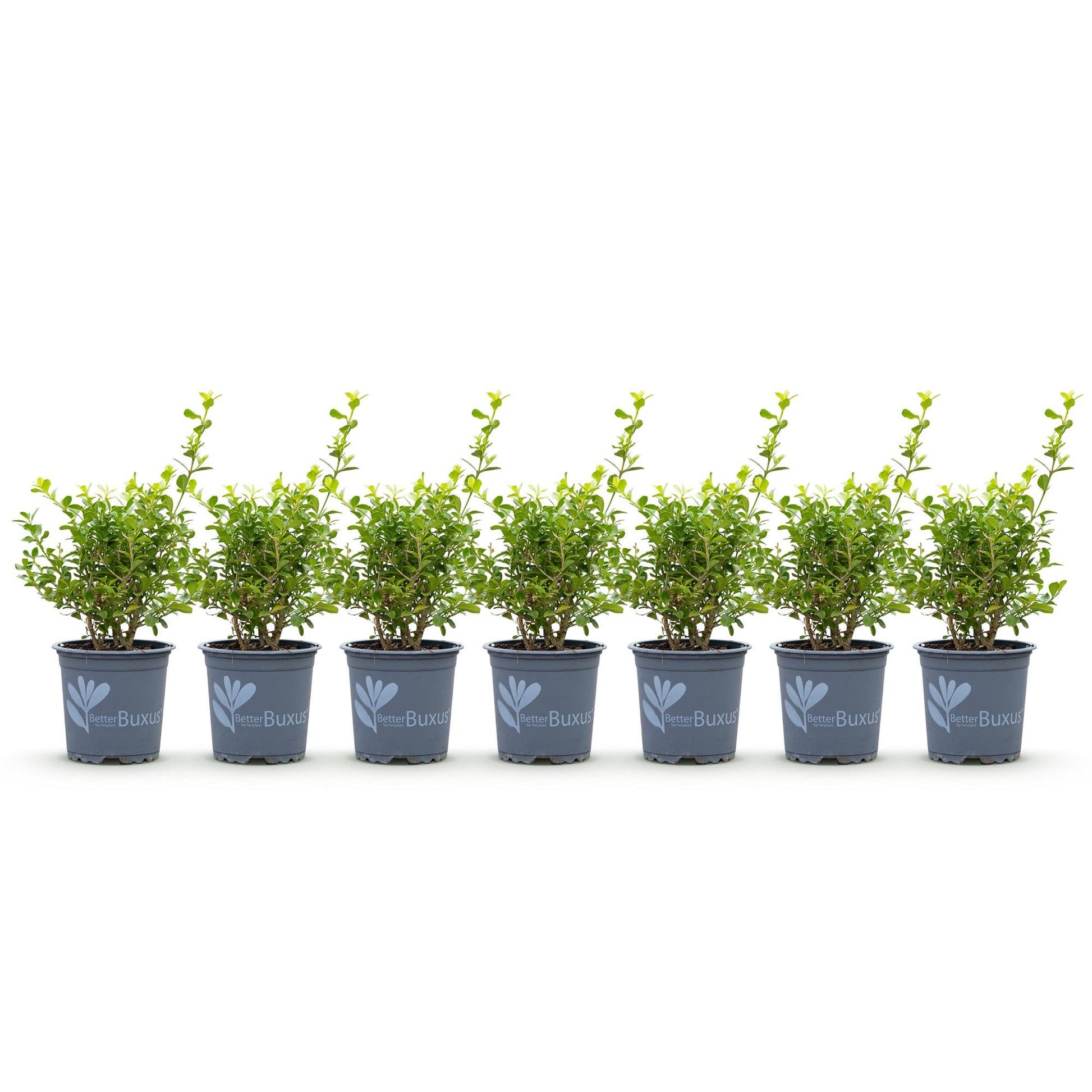 Buxus Babylon Beauty. Sept jeunes plants de buis en pot gris alignés sur fond blanc, avec de jeunes feuilles vertes éclatantes.