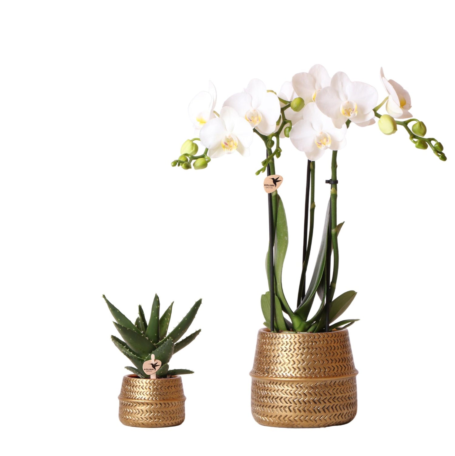 Orchidée Phalaenopsis blanche en pot