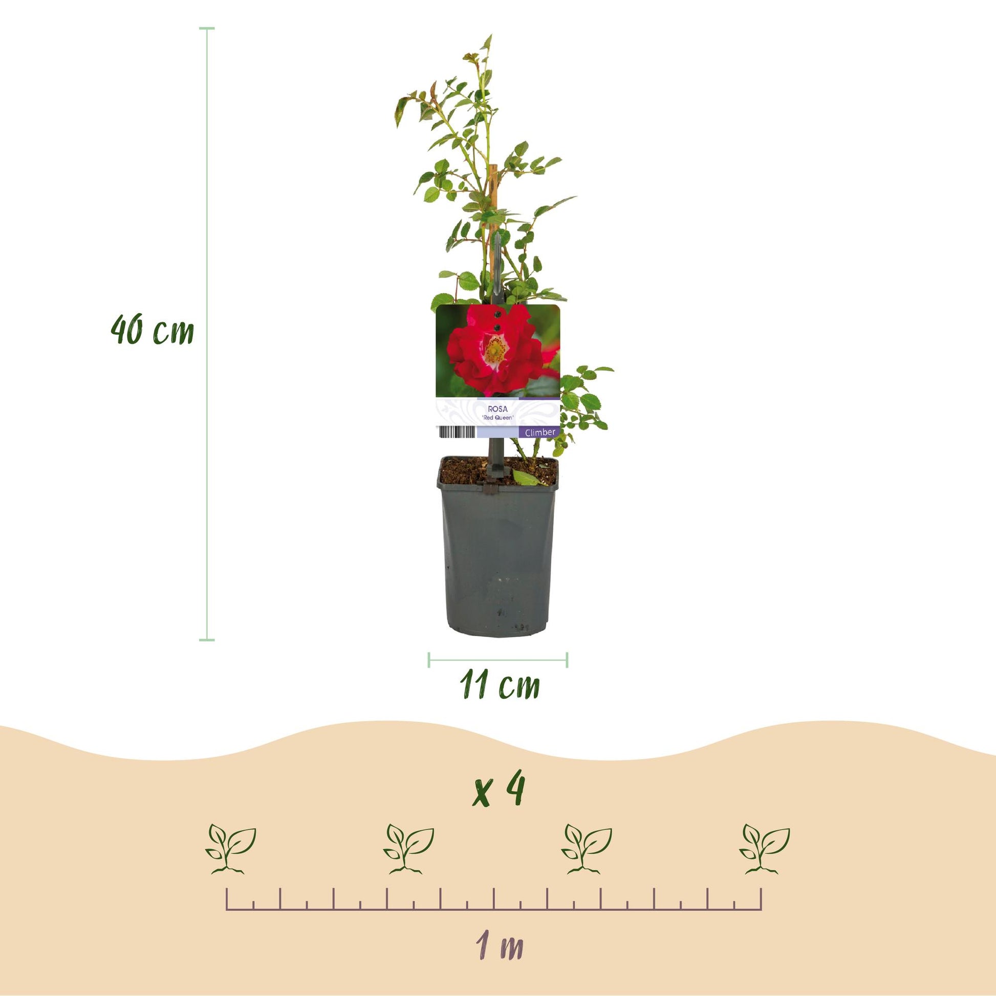 Rosier grimpant Rosa Red Queen : schémas des dimensions d'un plant (hauteur 40cm, pot 11cm) et espacement de plantation (4 plants sur 1m).