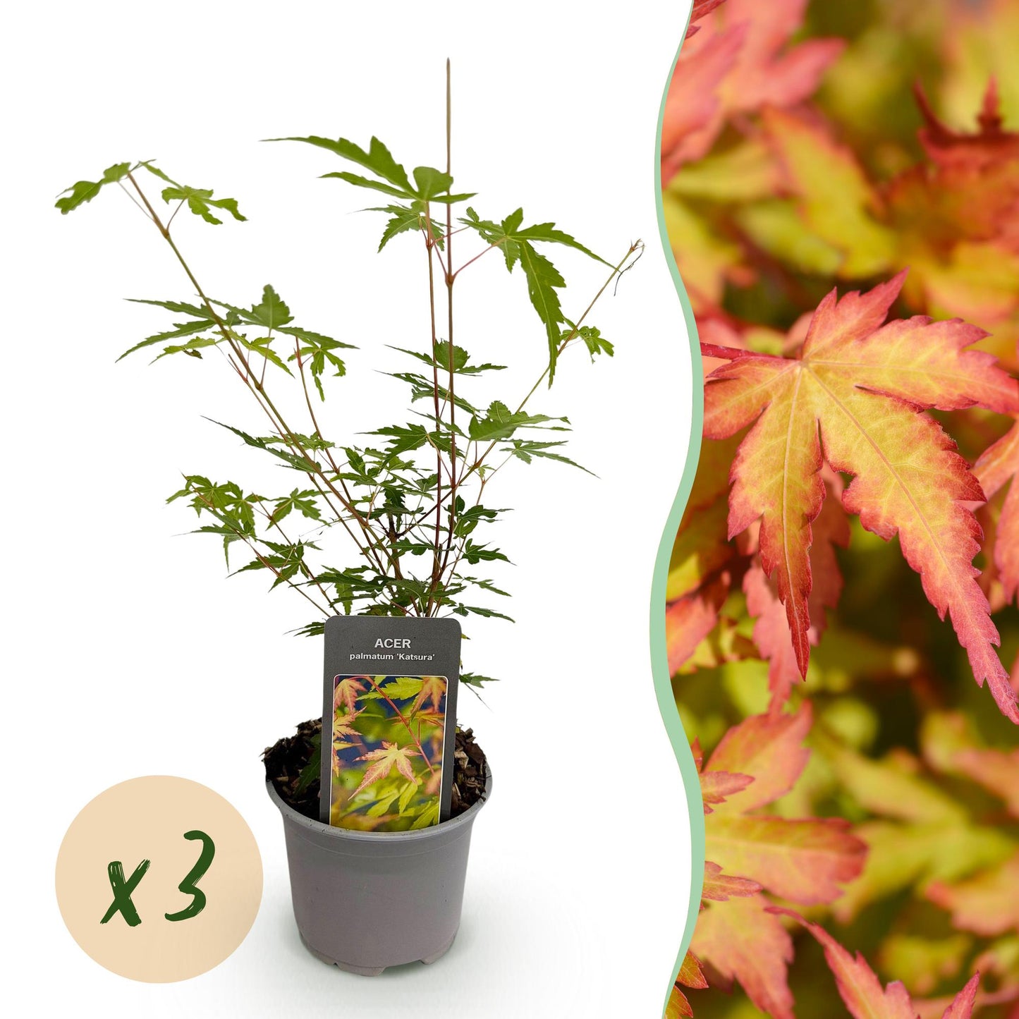 Acer palmatum Sangokaku en pot sur fond blanc, avec une bulle 'x3' pour indiquer un lot. Accompagné d'un gros plan du feuillage aux teintes 