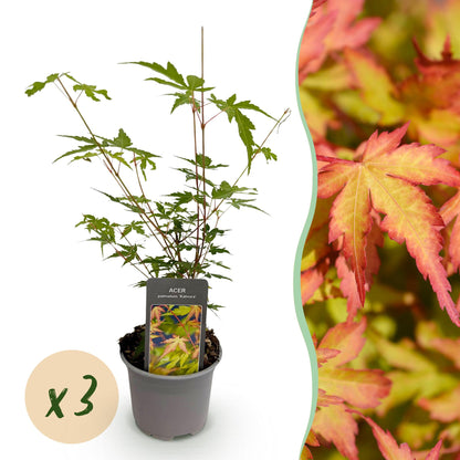 Acer palmatum Sangokaku en pot sur fond blanc, avec une bulle 'x3' pour indiquer un lot. Accompagné d'un gros plan du feuillage aux teintes 