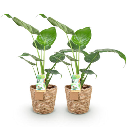 Lot de deux Alocasia Cucullata - Main de Bouddha, plantes vertes aux grandes feuilles sur fond blanc, dans des pots en osier tressé