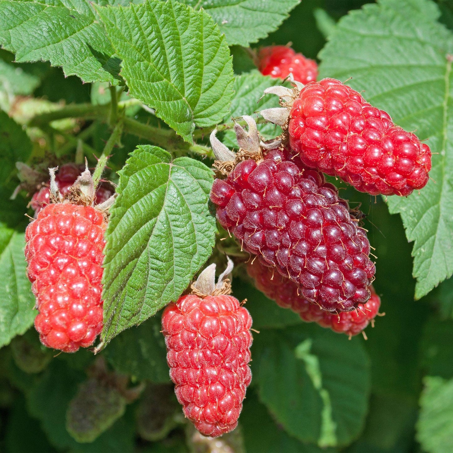 Tayberry 'Rubus loganobaccus', gros plan sur plusieurs fruits du mûrier framboisier, variant du rouge vif au violet foncé, entourés de feuil