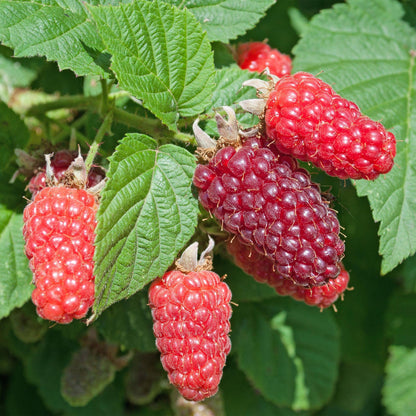 Tayberry 'Rubus loganobaccus', gros plan sur plusieurs fruits du mûrier framboisier, variant du rouge vif au violet foncé, entourés de feuil