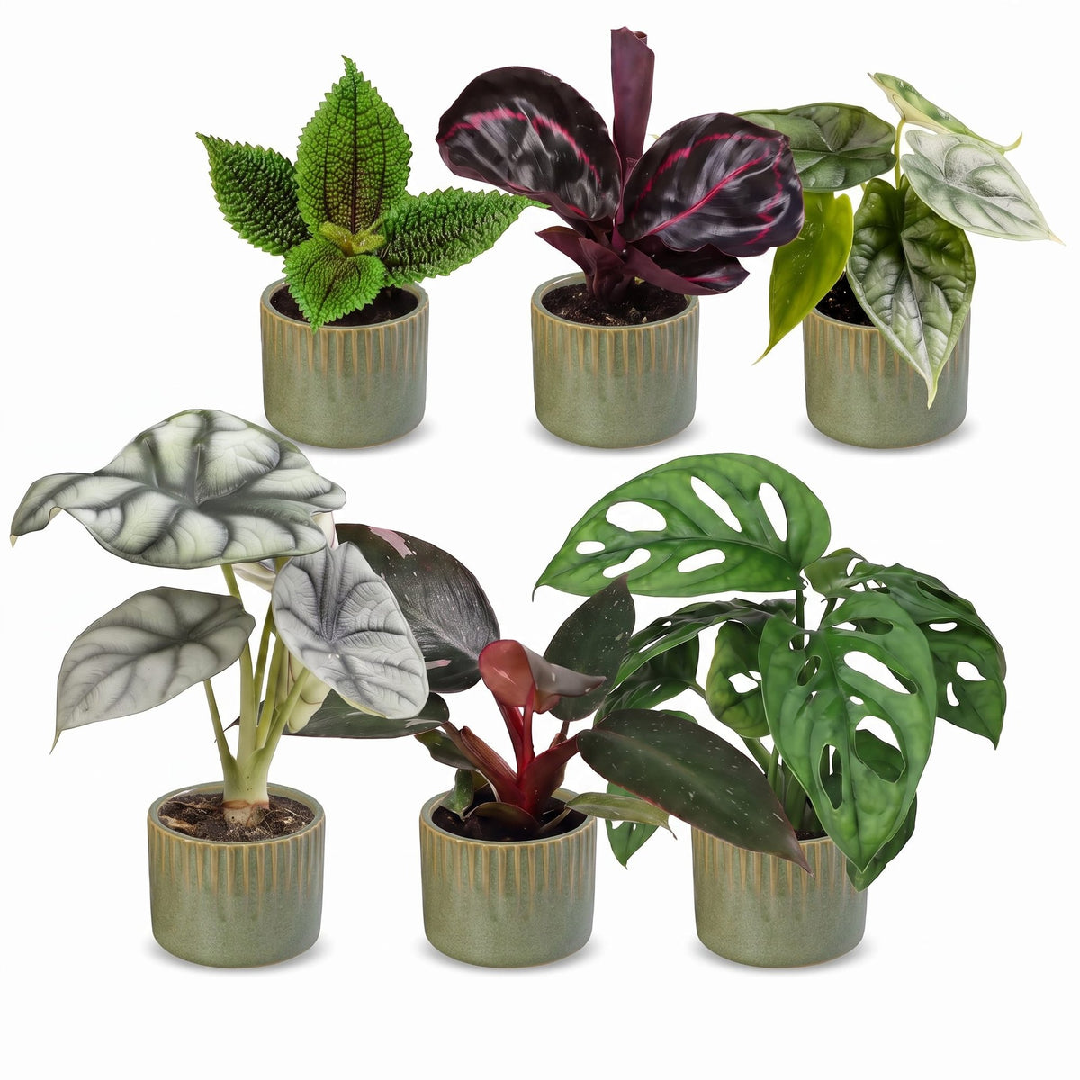 Bébés plantes tropicales en pot de 6 cm, 6 plantes, cache-pot vert olive