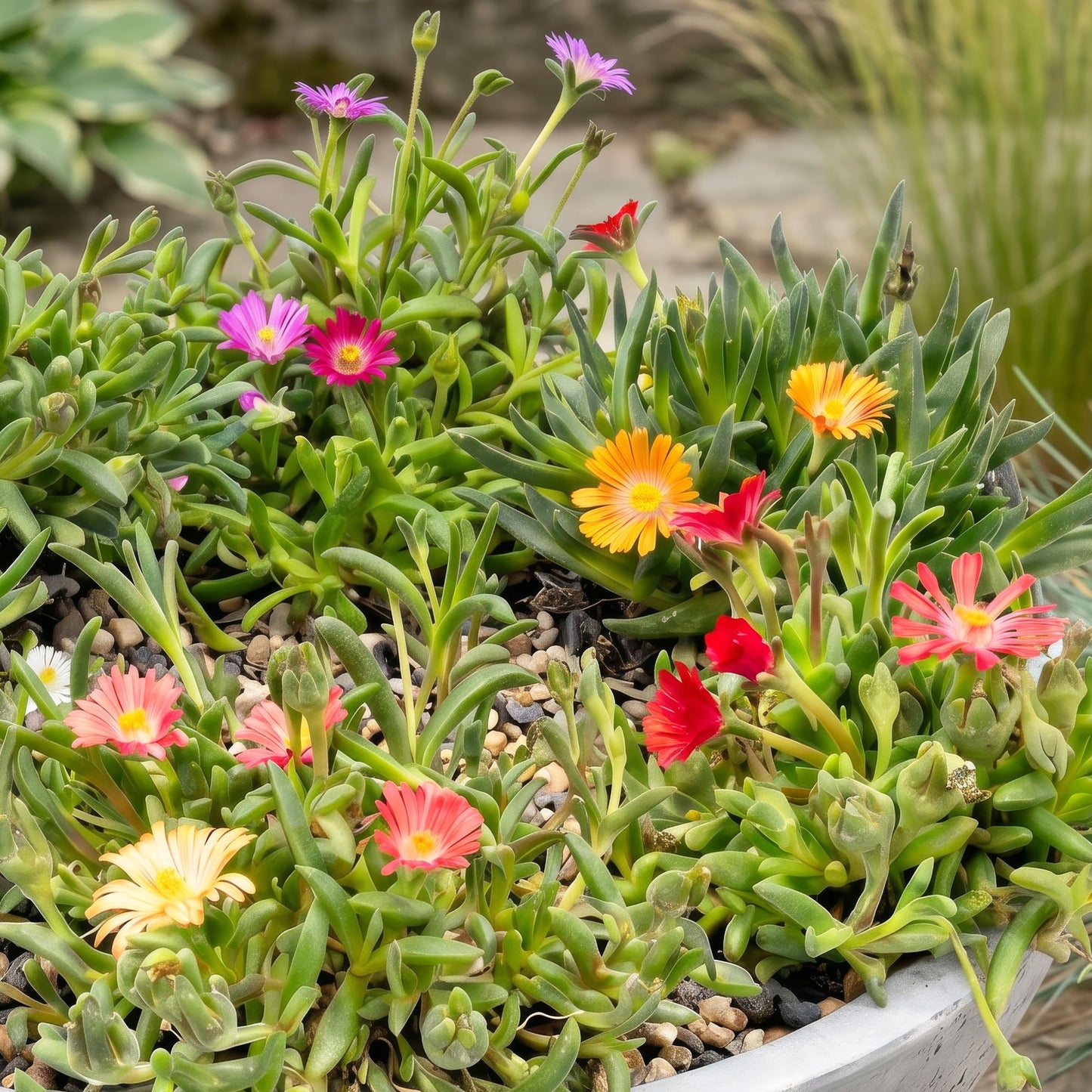 Delosperma mix avec une profusion de fleurs aux couleurs vives : orange, rouge, rose et violet, sur un lit de petites pierres. Le feuillage 