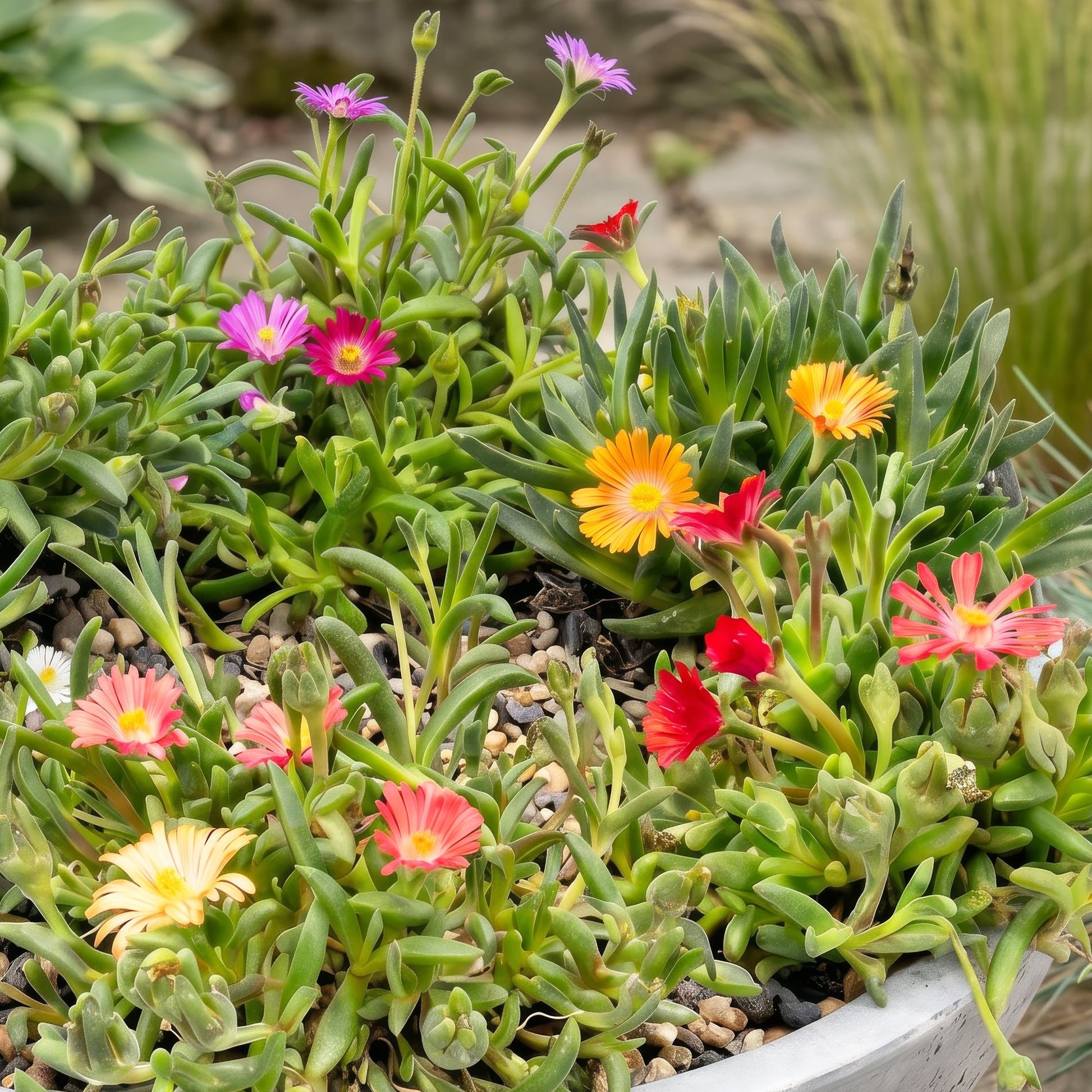 Delosperma mix avec une profusion de fleurs aux couleurs vives : orange, rouge, rose et violet, sur un lit de petites pierres. Le feuillage 