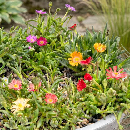Delosperma mix avec une profusion de fleurs aux couleurs vives : orange, rouge, rose et violet, sur un lit de petites pierres. Le feuillage 