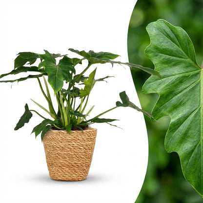 Plante d'intérieur - Philodendron - Philodendron Lacerum - Vert - Entretien facile - 1 Plante - avec Panier - Pot 19cm - Hauteur 65cm