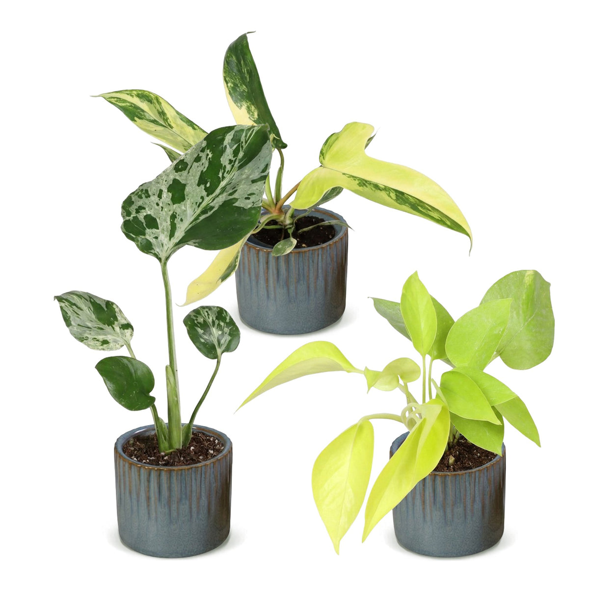 Bébés plantes rares en pot de 6 cm, 3 plantes, cache-pot bleu gris