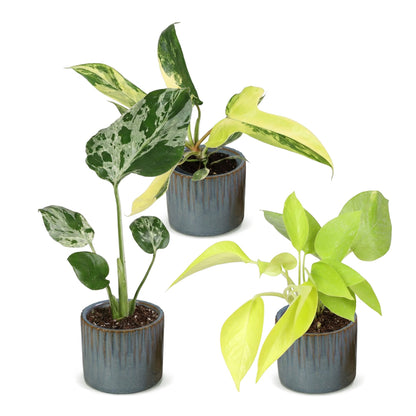 Bébés plantes rares en pot de 6 cm, 3 plantes, cache-pot bleu gris