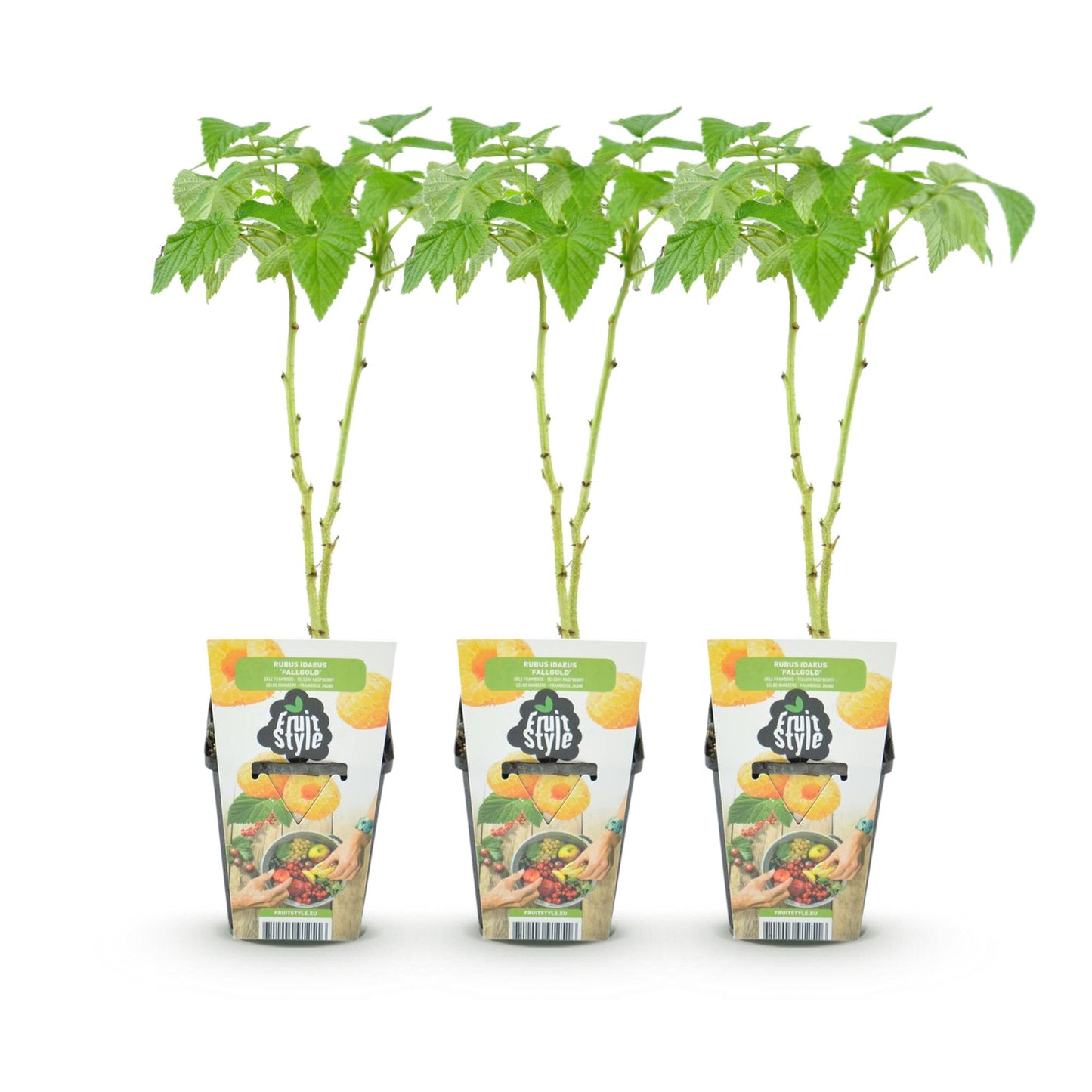 Framboise Rubus idaeus Fallgold, lot de trois jeunes plants en pot avec feuillage vert vif, prêts à être plantés dans votre jardin.