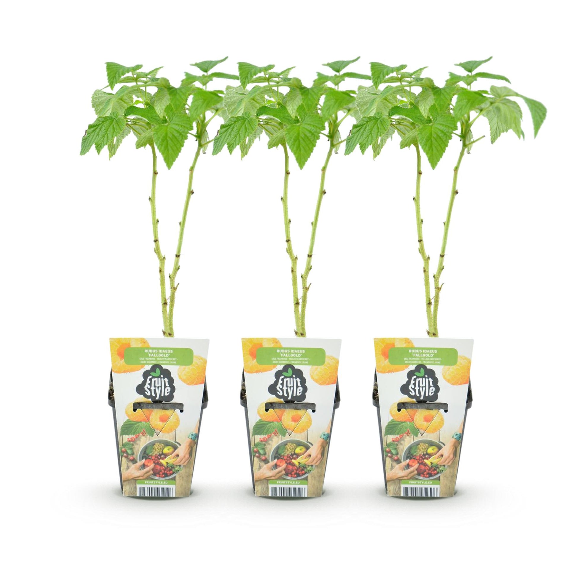 Framboise Rubus idaeus Fallgold, lot de trois jeunes plants en pot avec feuillage vert vif, prêts à être plantés dans votre jardin.