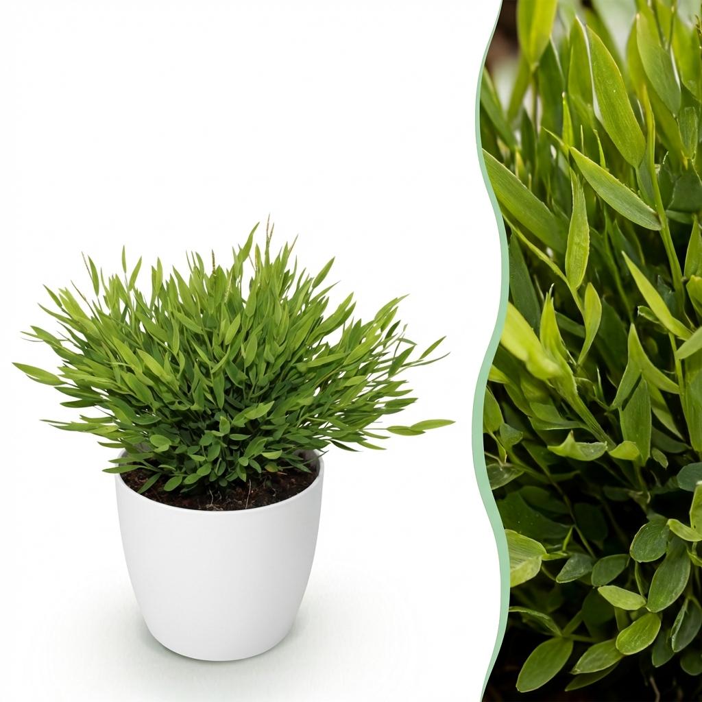 Plante d'intérieur - Bamusa Pogonatherum Monica - Herbe de bambou - Plante adaptée aux animaux - Vert - 1 Plante - avec Potter Blanc - Pot 12cm - Hauteur 20cm