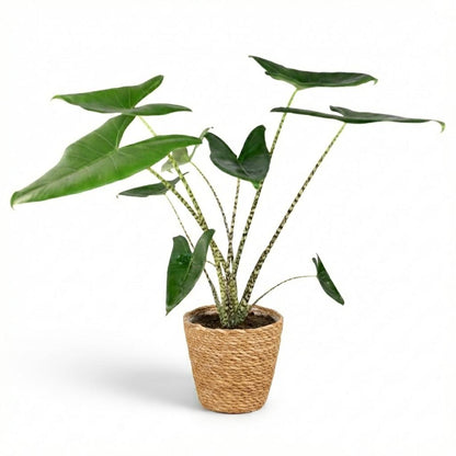 Plante d'intérieur - Alocasia Zebrina - Oreille d'éléphant - Groen - Peu d'entretien - 1 Plante - avec Panier - Pot 21 cm - Hauteur 70 - 75 cm