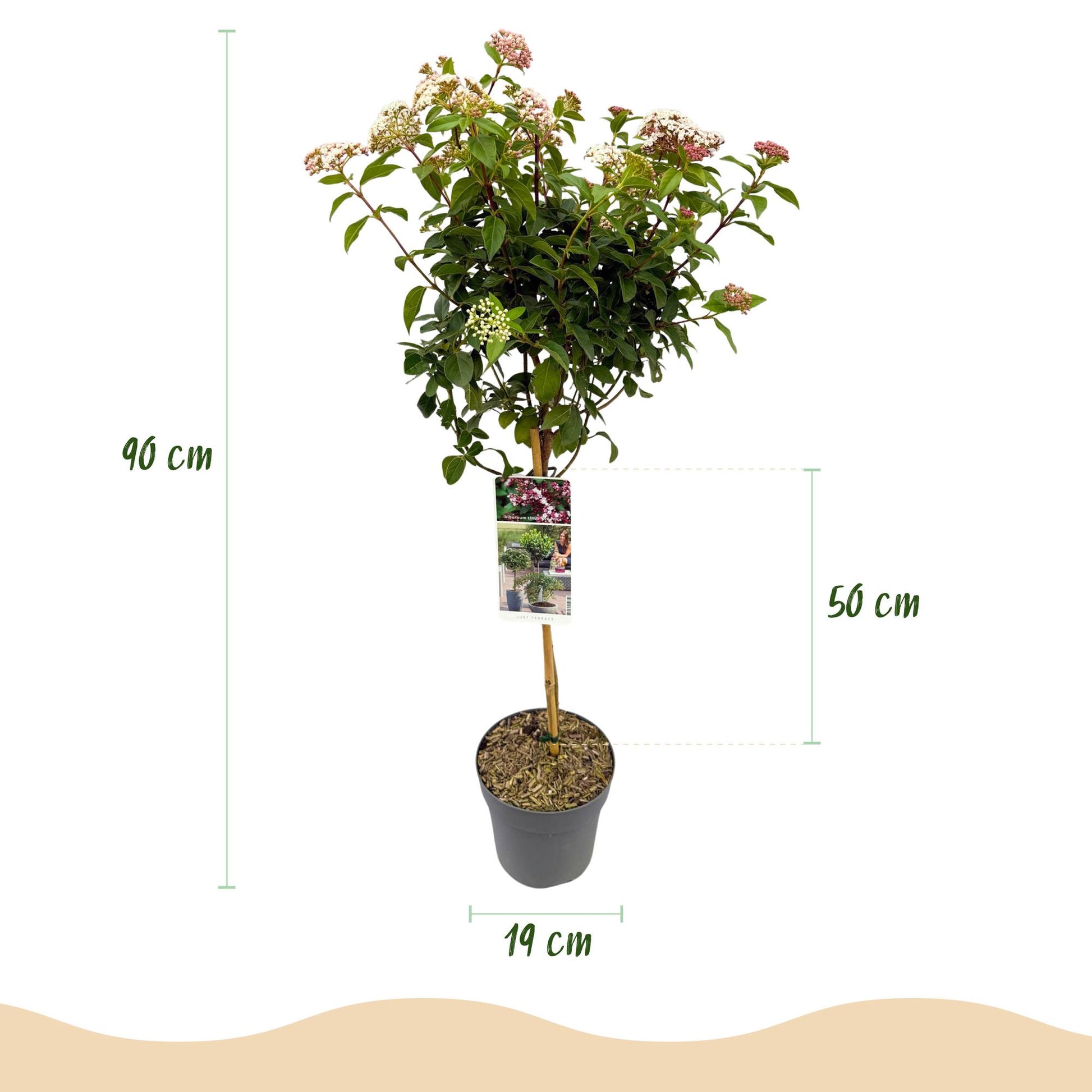 Viburnum tinus, plante sur tige de 90 cm de haut en pot de 19 cm, avec une fleur blanc-rose, résistante à l'hiver.