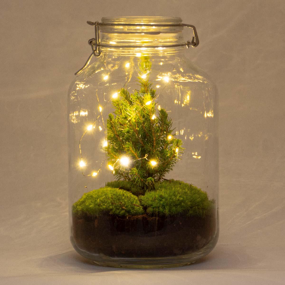 Kit terrarium de Noël avec mini sapin, jarre en verre Ø 18 cm hauteur 28 cm