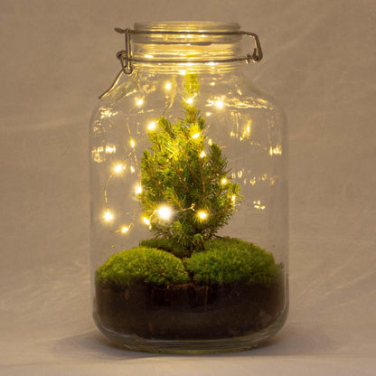 Kit terrarium de Noël avec mini sapin, jarre en verre Ø 18 cm hauteur 28 cm