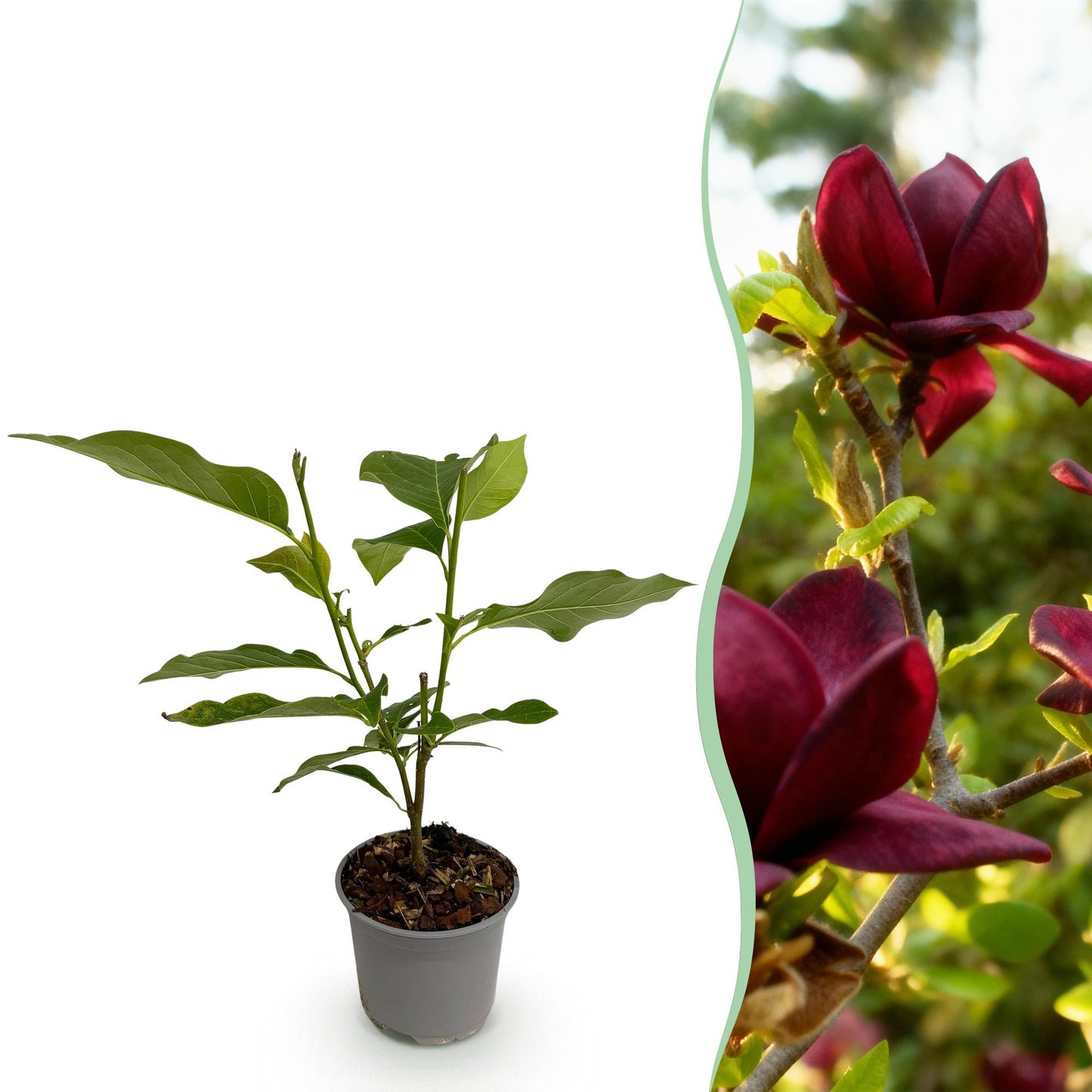 Magnolia Genie : un jeune plant en pot sur fond blanc à gauche, et gros plan de ses magnifiques fleurs violettes écloses à droite.