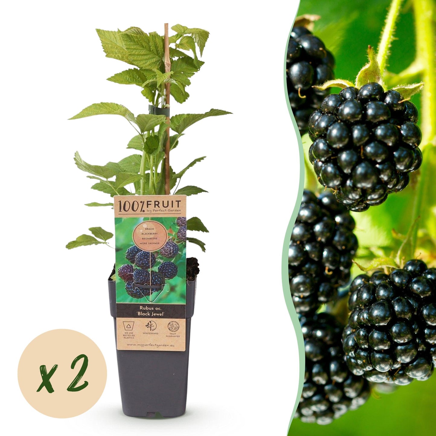 Rubus occ. 'Black Jewel' : Jeune plant de mûre 'Black Jewel' en pot avec une pastille indiquant "x2" pour un lot de 2 plants, et un gros pla