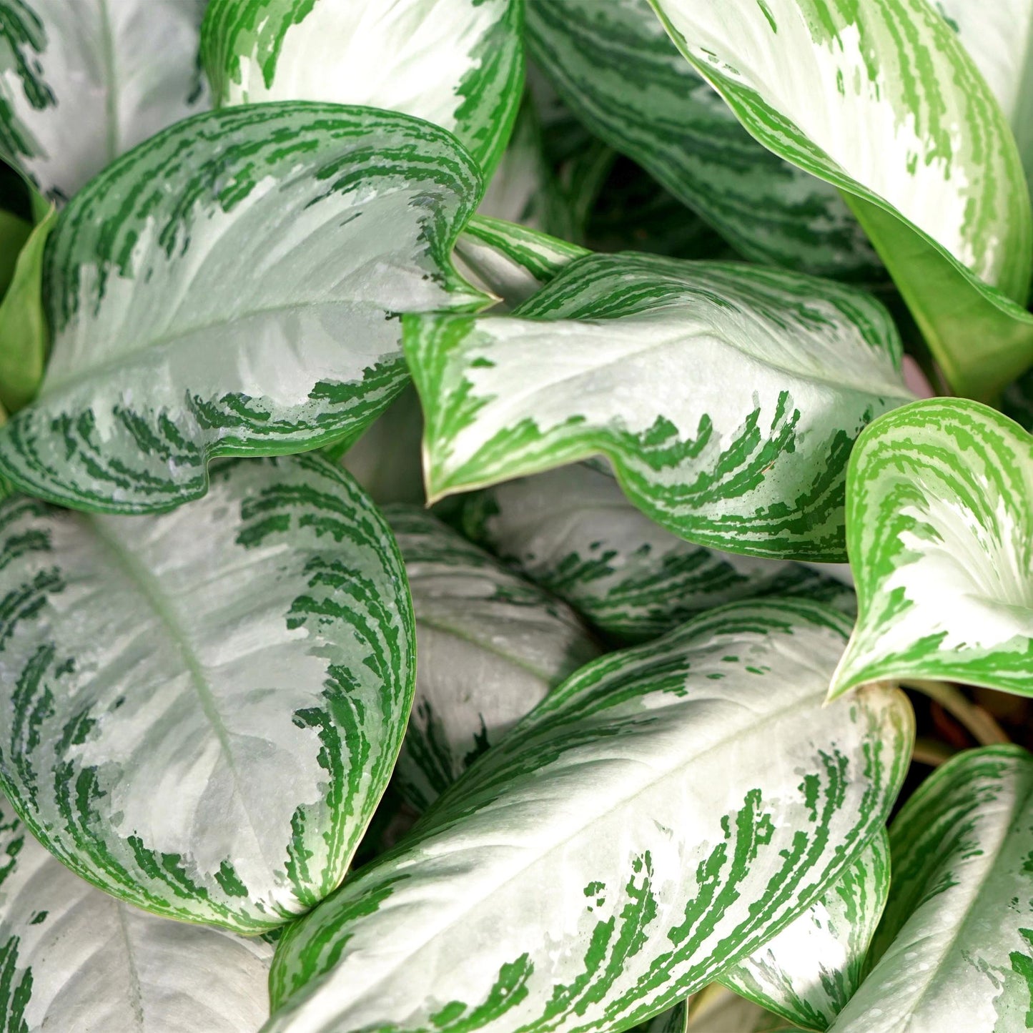 Plantes d'intérieur - Aglaonema Silver Bay - Feuillage argenté - Peu d'entretien - avec panier - Argent - 1 Plante - Pot 17cm - Hauteur 70-75cm