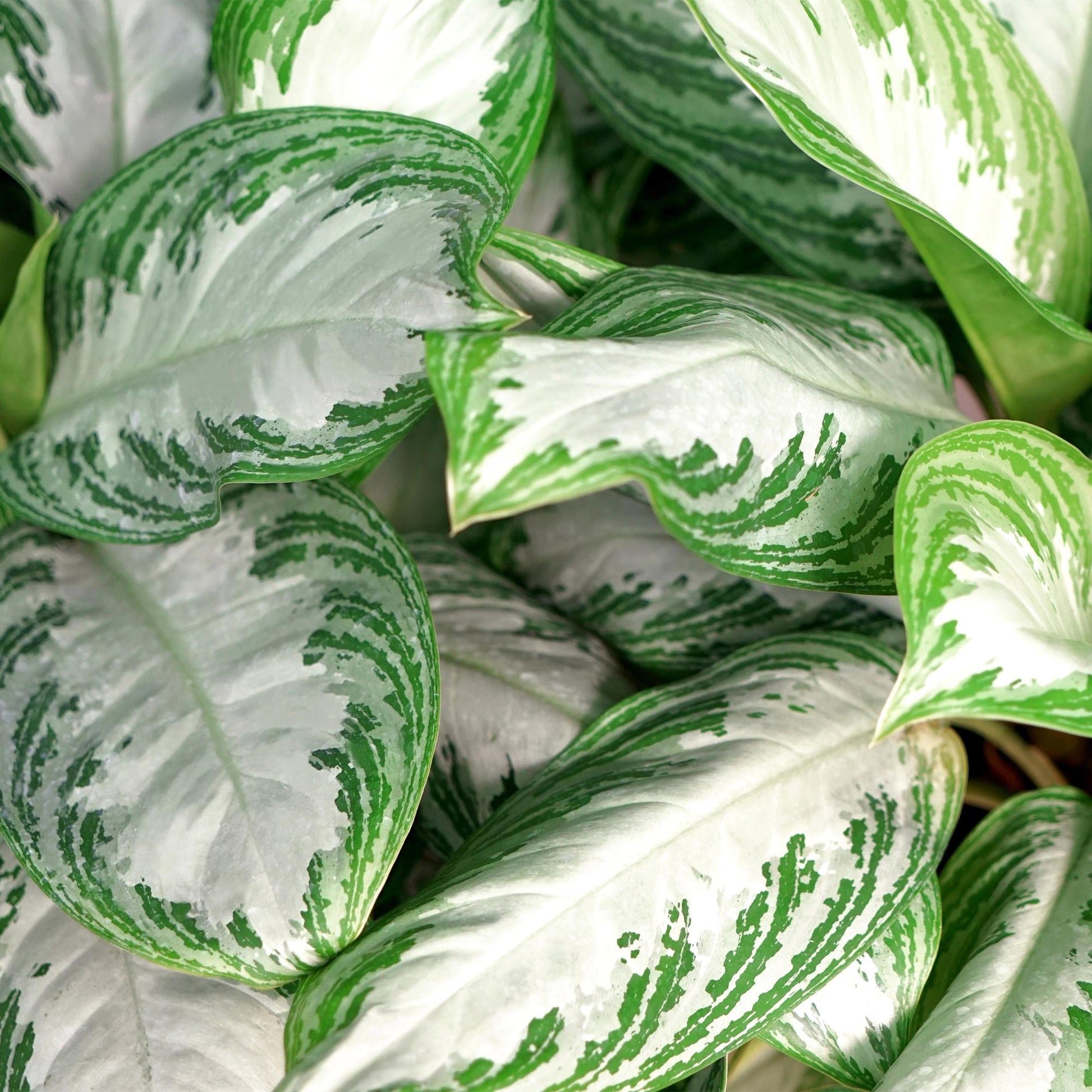 Plantes d'intérieur - Aglaonema Silver Bay - Feuillage argenté - Peu d'entretien - avec panier - Argent - 1 Plante - Pot 17cm - Hauteur 70-75cm