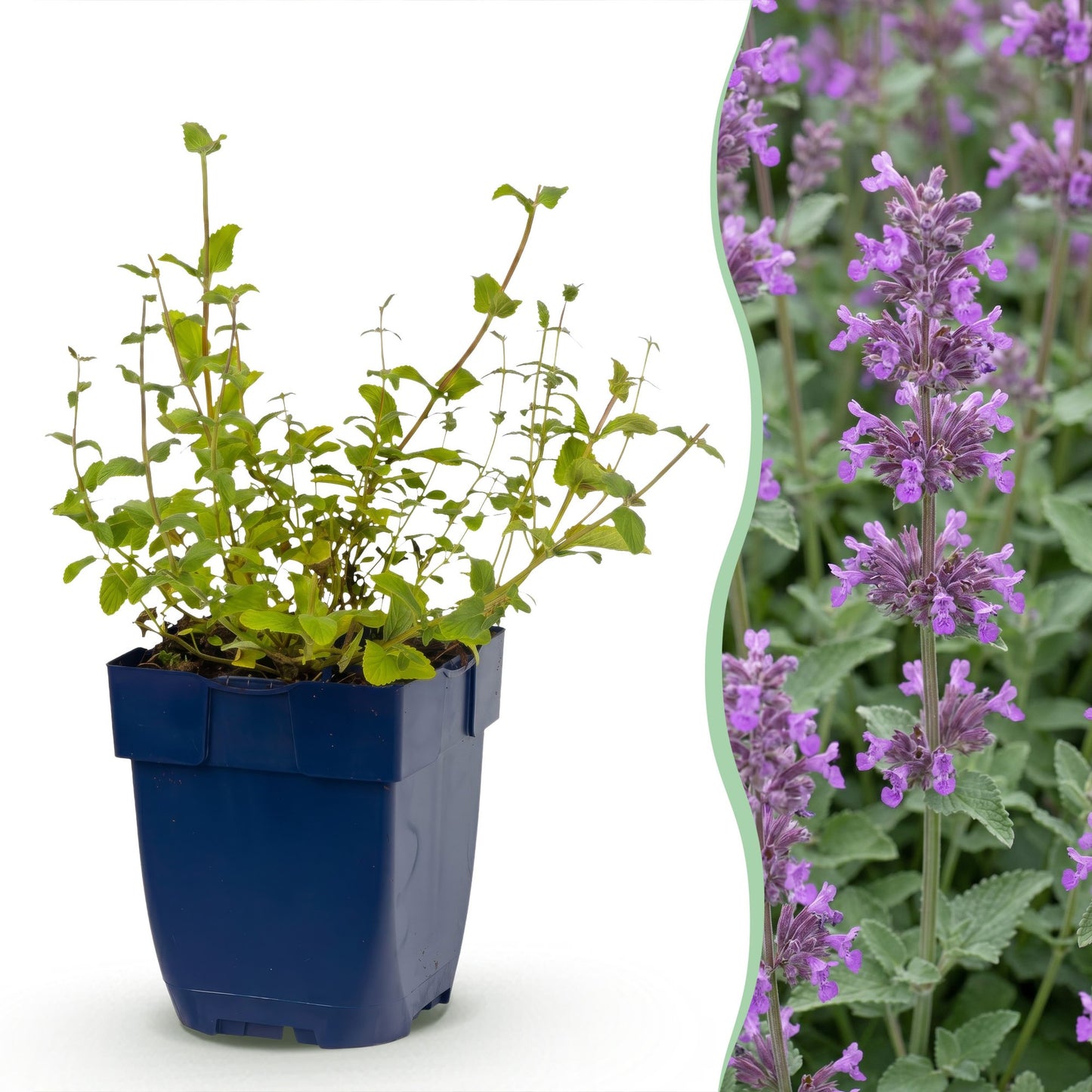 Nepeta rac. Grog, l'herbe à chats, en pot, accolée à une photo de ses jolies fleurs violettes attirant abeilles et papillons.