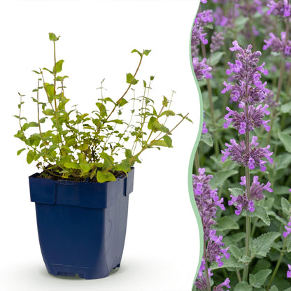 Nepeta rac. Grog, l'herbe à chats, en pot, accolée à une photo de ses jolies fleurs violettes attirant abeilles et papillons.