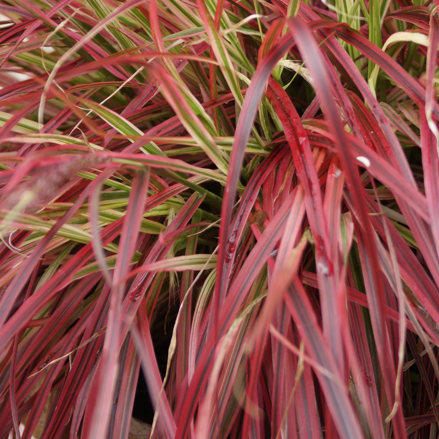 Uncinia rubra Everflame, gros plan sur le feuillage rouge et vert de cette graminée décorative persistante.
